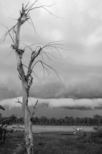 Bare tree on field against sky