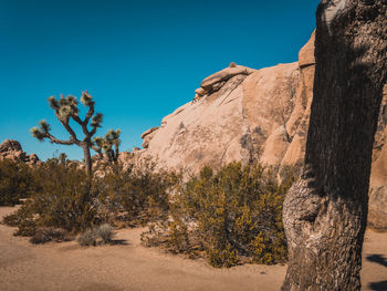 Trees and rocks against clear blue sky