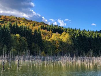 Forest in autumn surrounding a lake