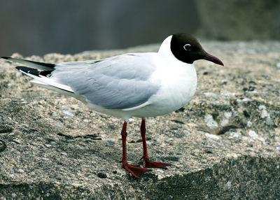 Close-up of seagull perching on rock