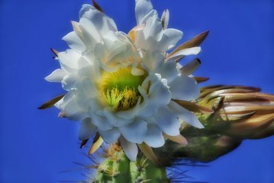 Close-up of white flowers blooming against blue sky