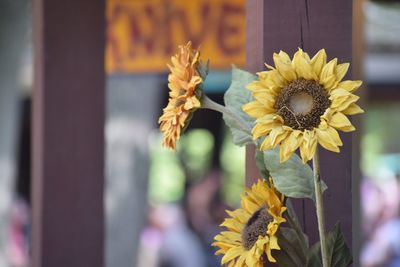 Close-up of yellow flowers blooming outdoors