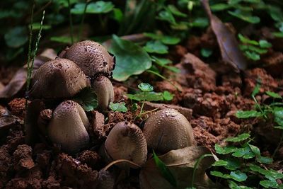 Close-up of mushroom on field