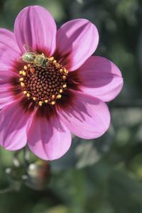 Close-up of pink flowers