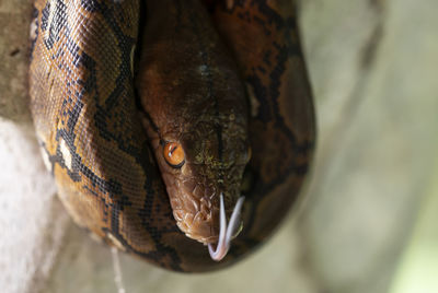 Close-up of snake