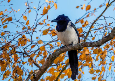 Low angle view of magpie perching on branch