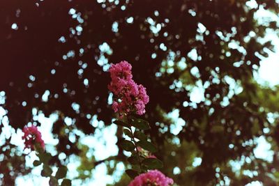 Close-up of pink flowering plant