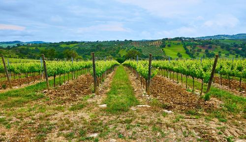 View of vineyard against sky