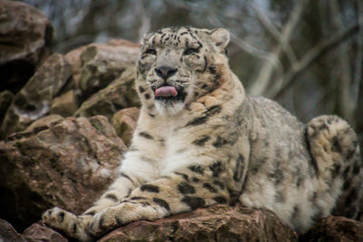 Cat resting on rock