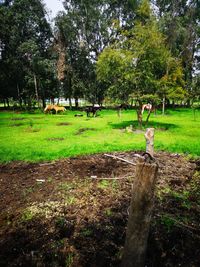 Trees on field