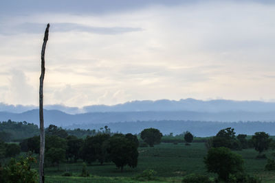 Trees on field against sky