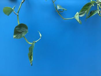 Low angle view of flowering plant against blue sky
