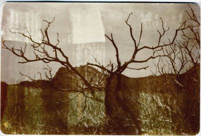 Close-up of bare tree against the sky