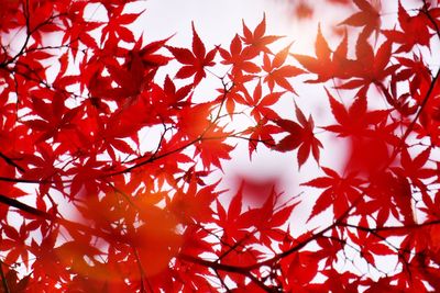 Low angle view of maple leaves on tree