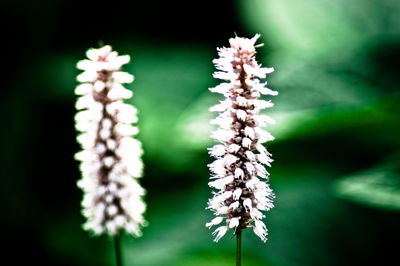 Close-up of flowers growing outdoors