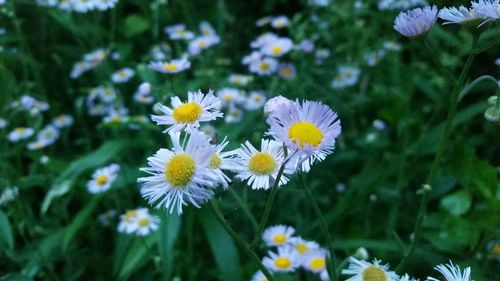 Close-up of white daisy flowers