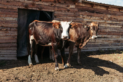 Two cows watching the camera