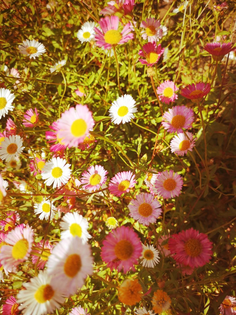 CLOSE-UP OF FLOWERING PLANTS ON FIELD