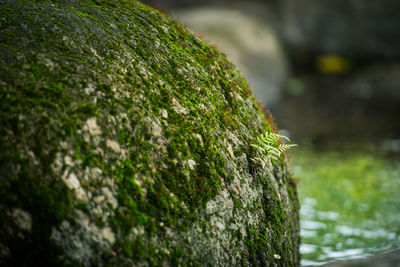 Close-up of moss on rock