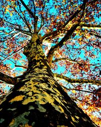 Low angle view of tree