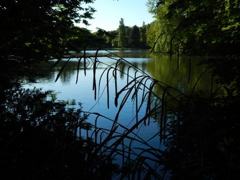 Scenic view of lake in forest against sky