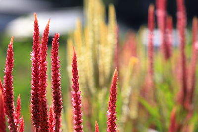 Close-up of red flowering plant in field