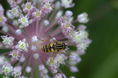 Hoverfly on garlic flower. close up