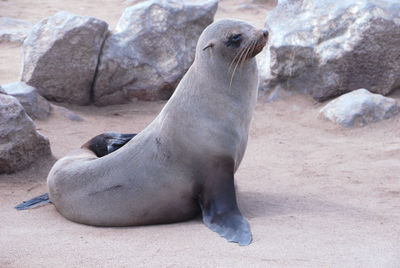 Close-up of sea lion on sand at beach