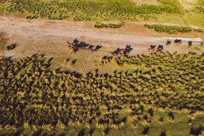 Horses on a field