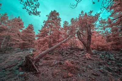 View of trees in forest
