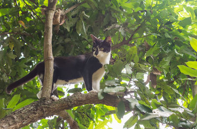 Portrait of a cat on tree