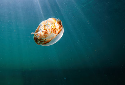 Close-up of jellyfish in water