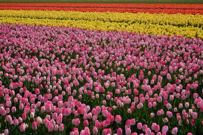 Full frame shot of pink tulip flowers on field