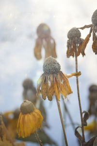 Close-up of dried flowers in winter