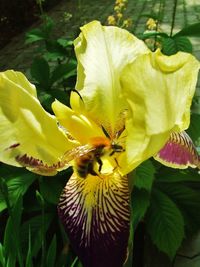 Close-up of yellow flower