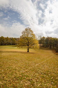 Trees on field against sky