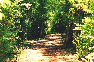 Footpath along trees in forest