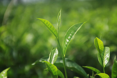 Close-up of plant growing on field