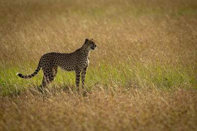 Cheetah standing in long grass in profile