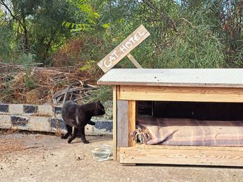 Black cat standing by a wooden shelter and a fence