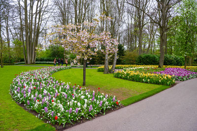 View of cherry blossom trees in park