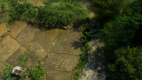 High angle view of footpath by lake in forest