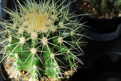 High angle view of succulent plant