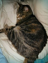High angle view of cat sleeping on bed
