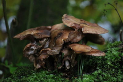 Close-up of mushrooms growing on field