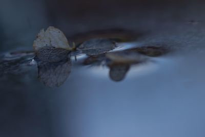 Close-up of leaf on water