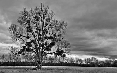 Bare trees against cloudy sky