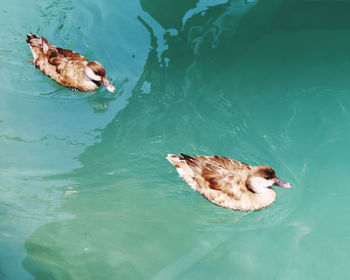 High angle view of ducks swimming in lake