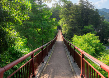 Footbridge amidst trees in forest