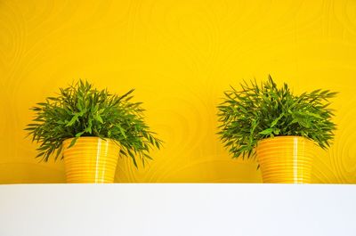Close-up of potted plant against yellow wall